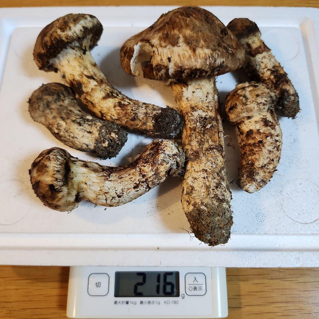 【訳あり‼️】10/14朝採れ　広島県産　松茸　216g