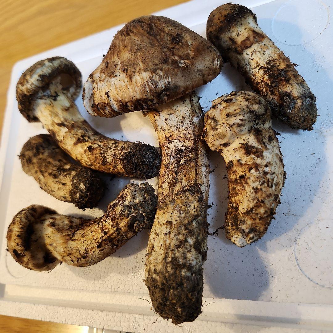 【訳あり‼️】10/14朝採れ　広島県産　松茸　216g