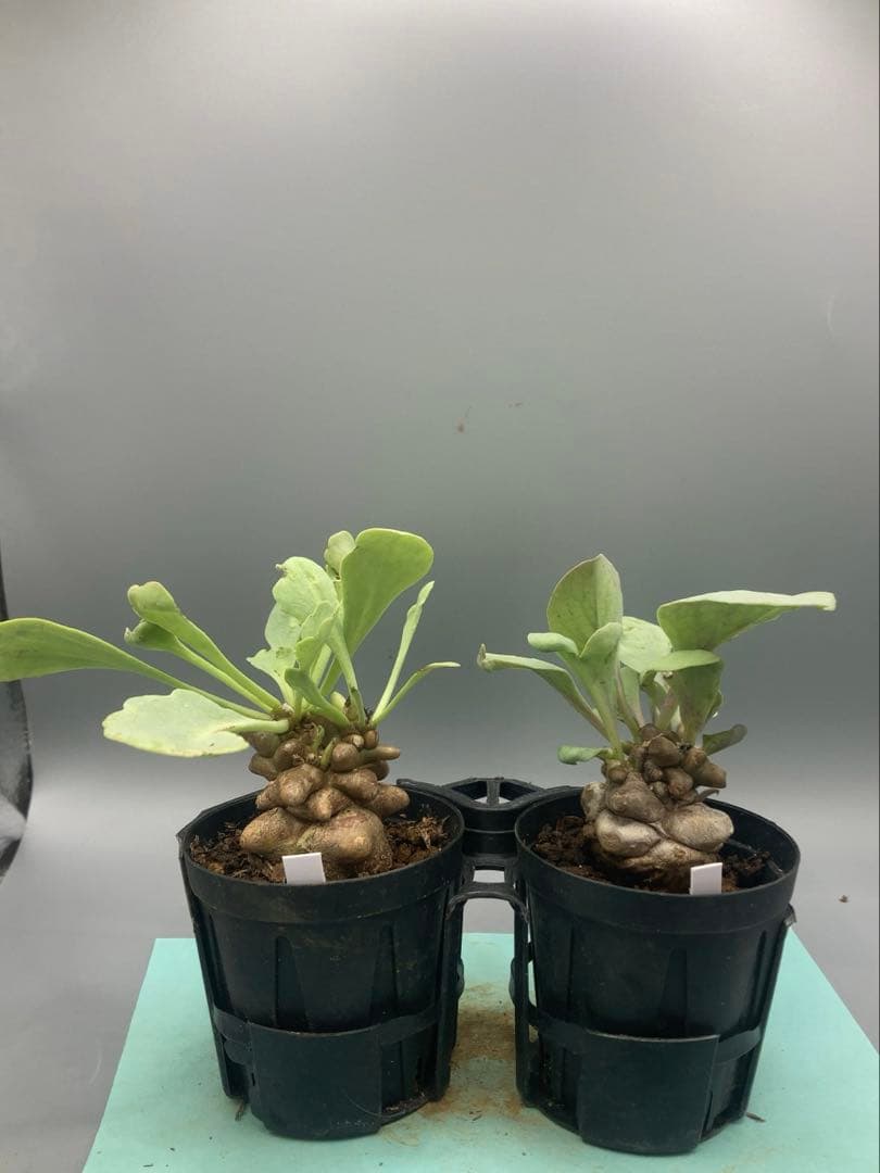 side様 リクエスト 5点 まとめ商品