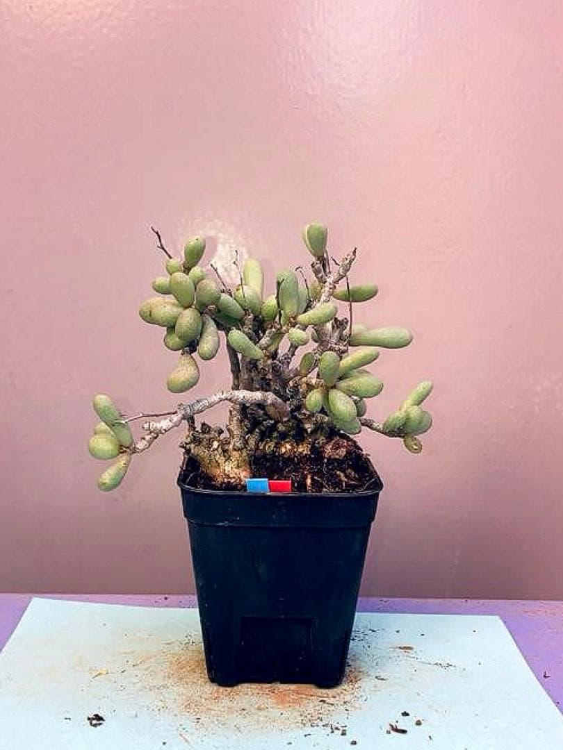 side様 リクエスト 5点 まとめ商品