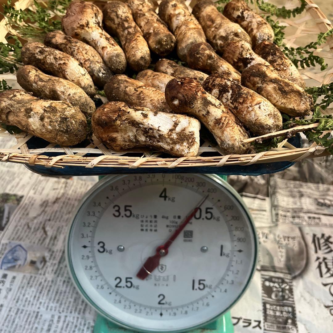 長野県　信州産　松茸　400g 10/9朝採取