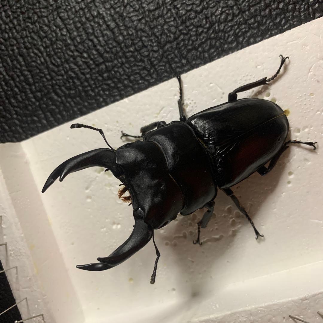 オオクワガタ 標本 死虫 能勢YG血統 脅威の88.8ミリ！