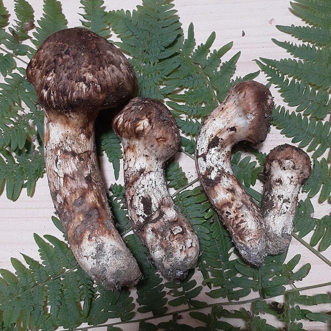 10/13 9時収穫 長野県産 松茸 国産 松茸 176g