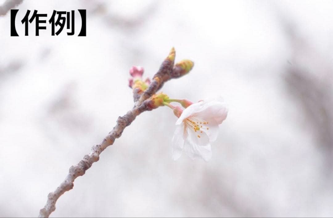 【作例付】SONY Eマウント ズームレンズ 24-240mm F3.5-6.3