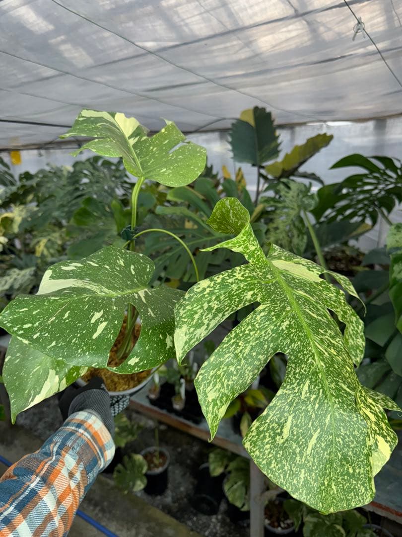 c*i様 5モンステラ　タイコンステレーション　スターライト