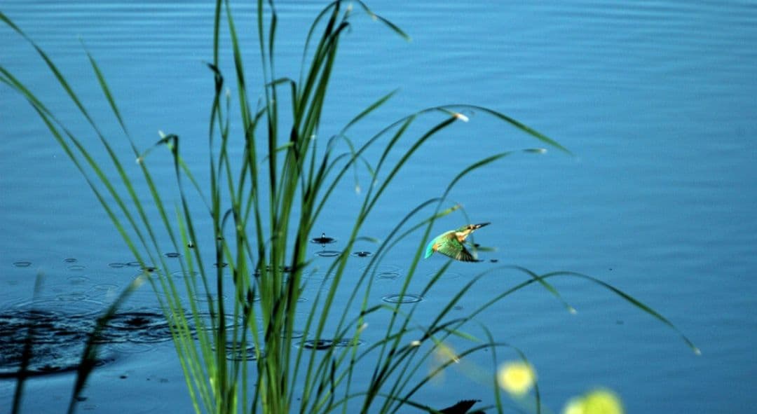 NIKON　D70s 広角から望遠まで　初心者⚡️ニコン⚡️一眼レフ