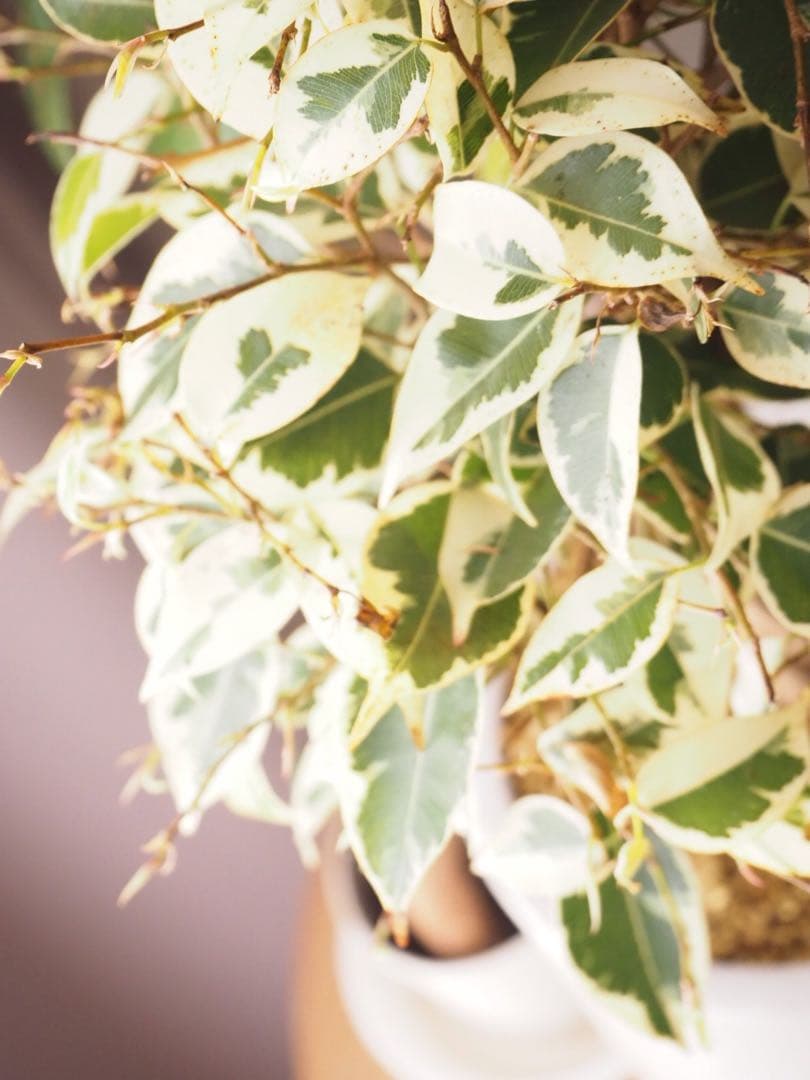 本日のみ値下げ！OLYMPUS OM-D E-M10 MarkⅢ 付属レンズ付き