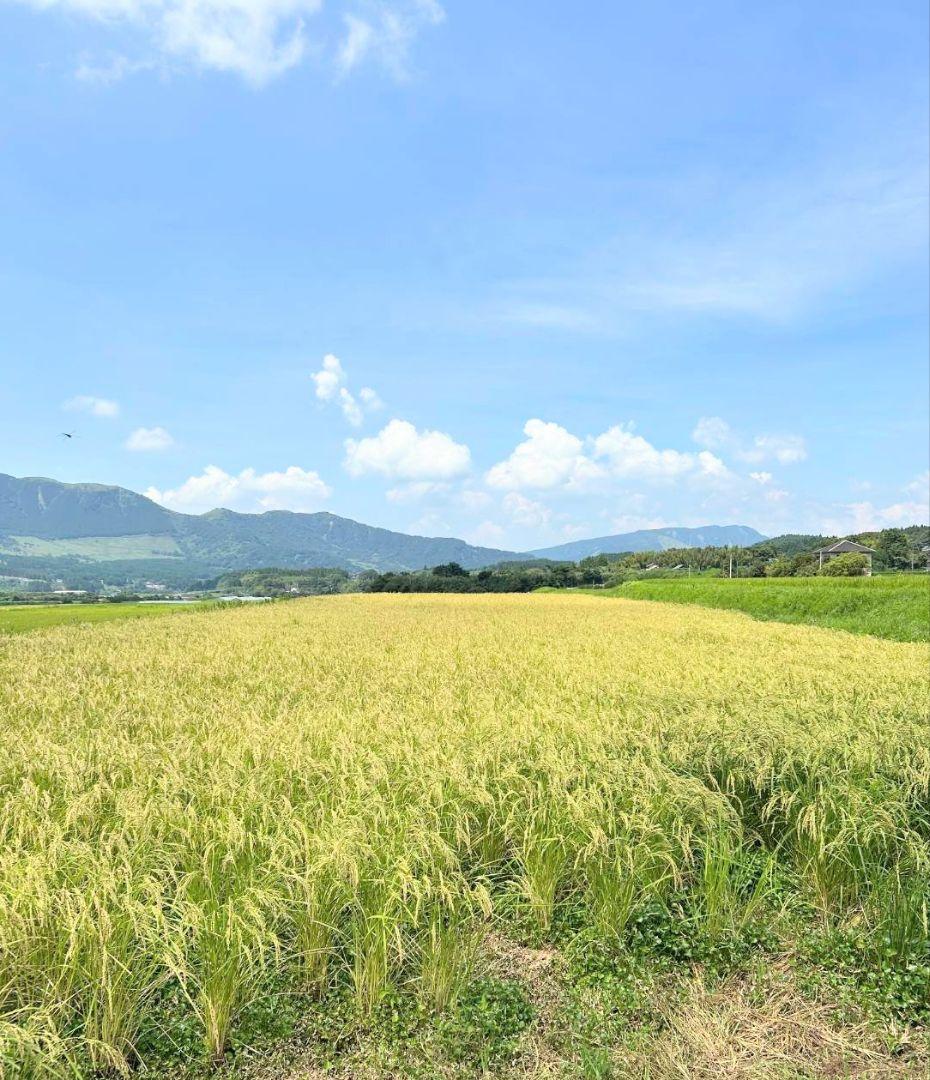 1 令和7年 自然栽培米 亀の尾20kg精米