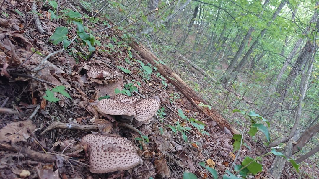 香茸 乾燥100g コウタケ 国産 北アルプス 天然きのこ　アドバイスフォロー