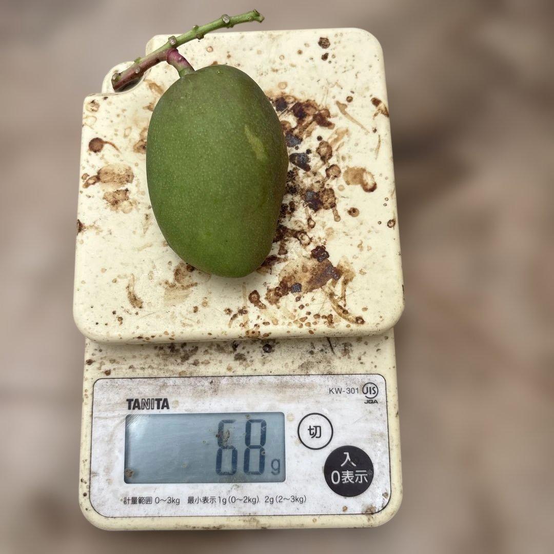 摘果マンゴー2/10❶