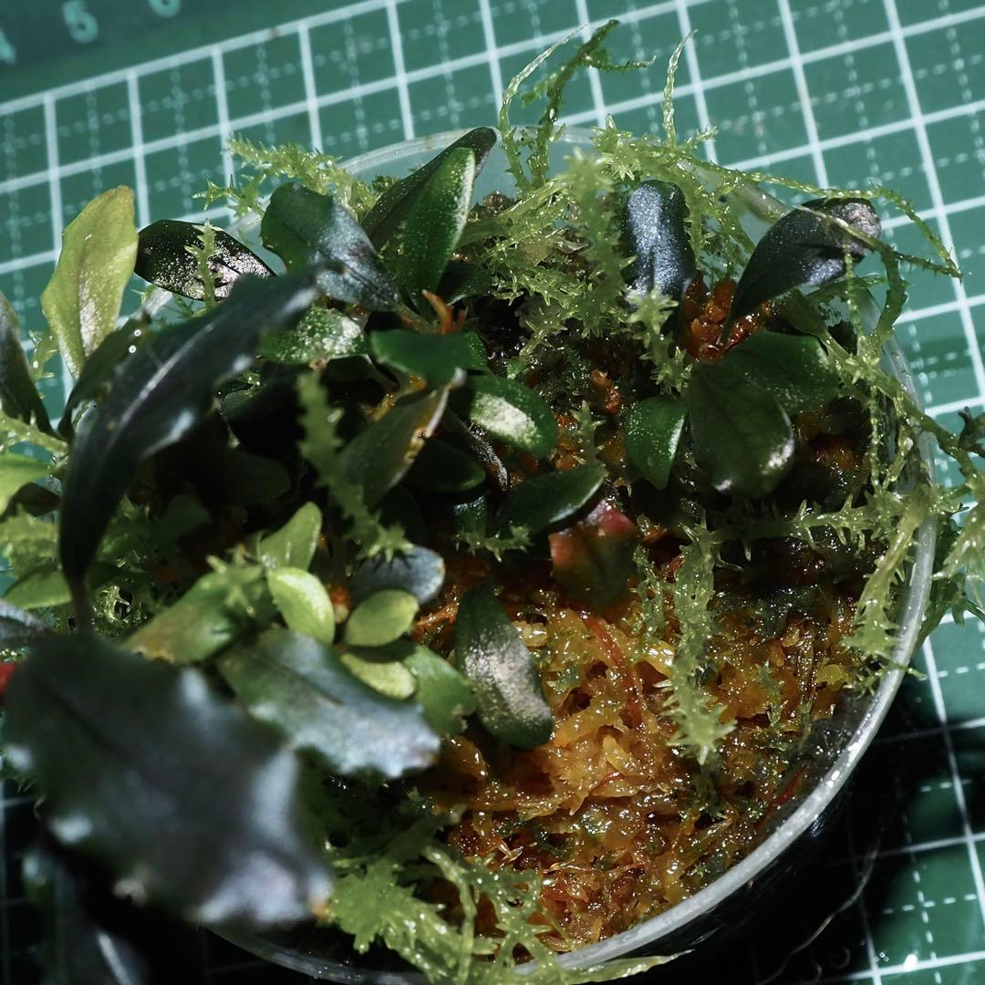 水草 Bucephalandra sp.Ghost kalimantan