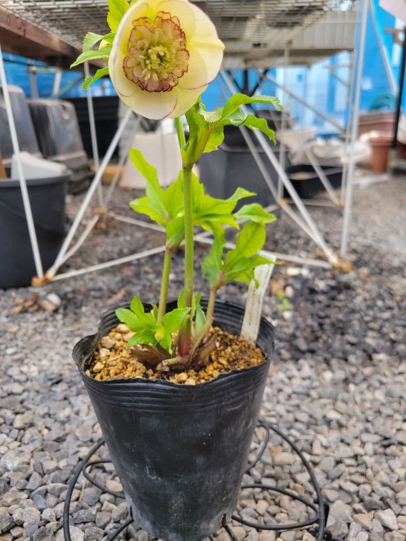 クリスマスローズ　セミダブル　加藤農園