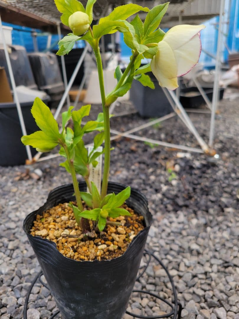 クリスマスローズ　セミダブル　加藤農園