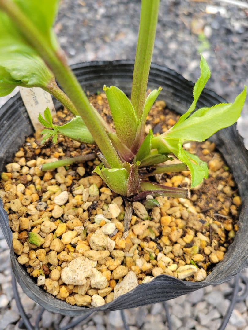 クリスマスローズ　セミダブル　加藤農園