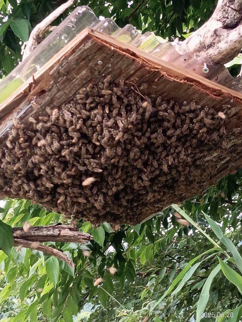 ニホンミツバチの百花蜜 国産天然ハチミツ　1180グラム 2本