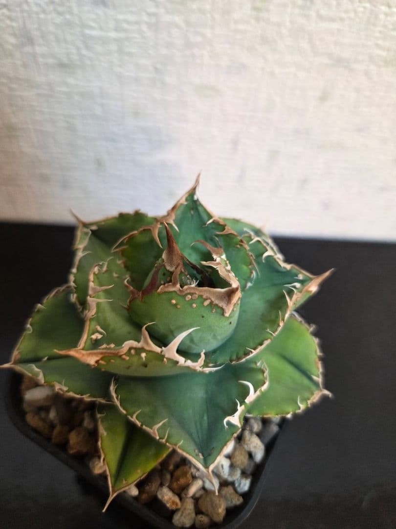 アガベ 冰雹 TC ブツブツ