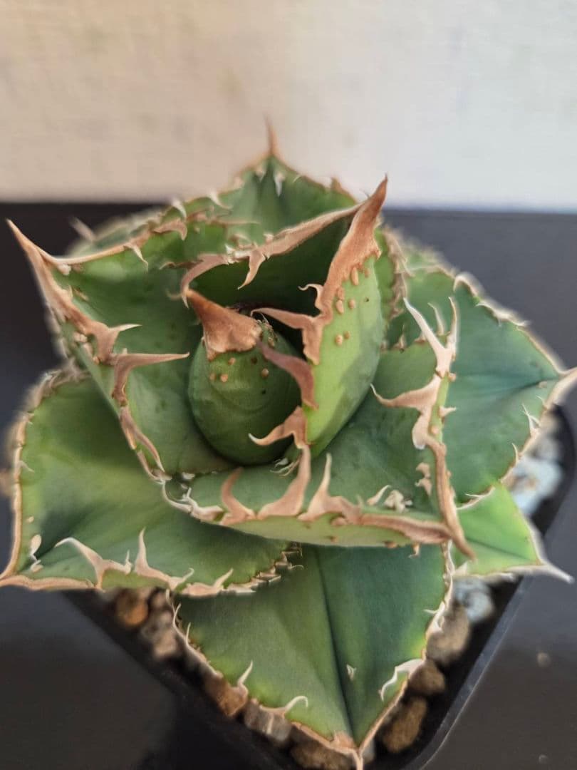 アガベ 冰雹 TC ブツブツ