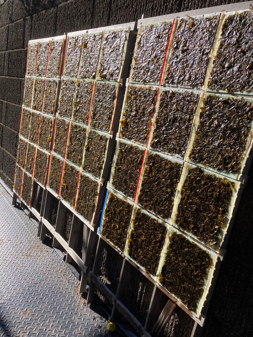 【即日発送】ゆぅこりん　新物希少ハバノリ神奈川三浦松輪幻の岩海苔10枚入り