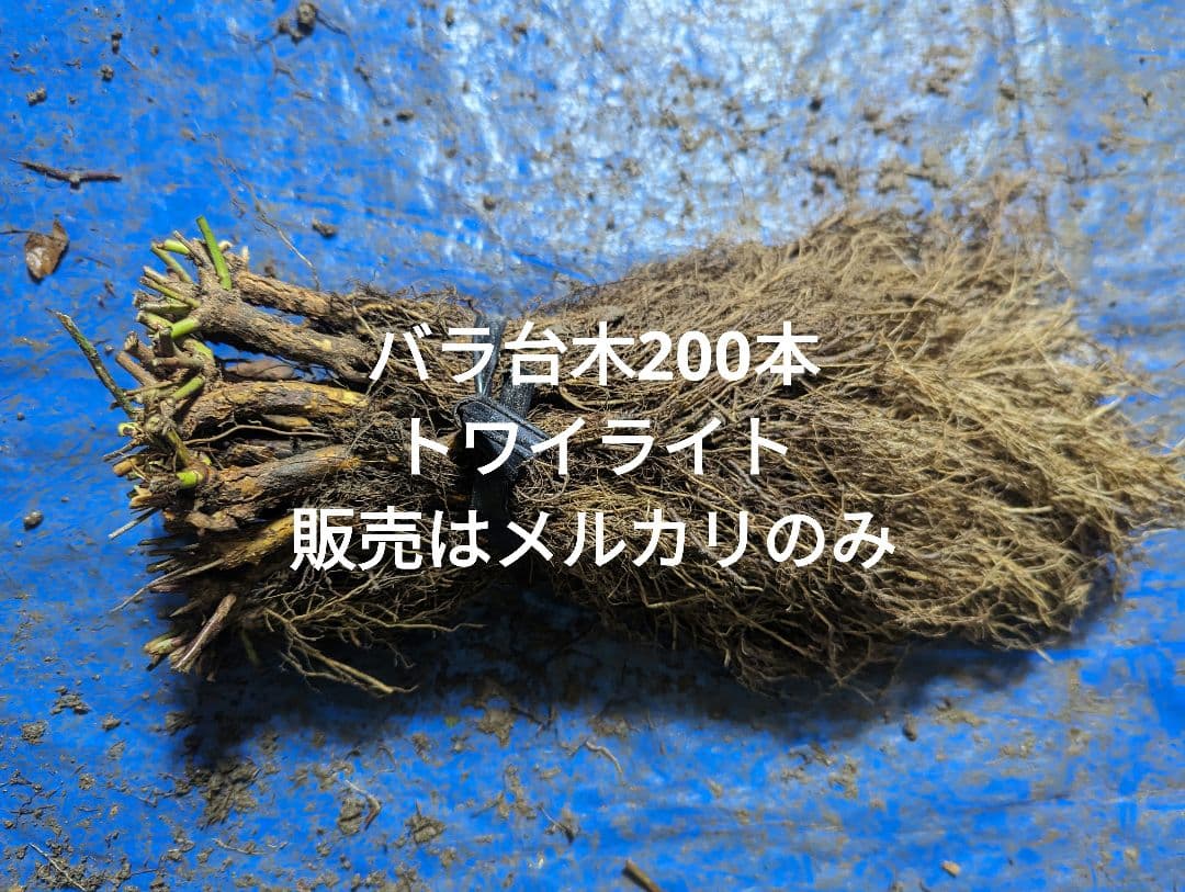 バラ台木200本専用出品