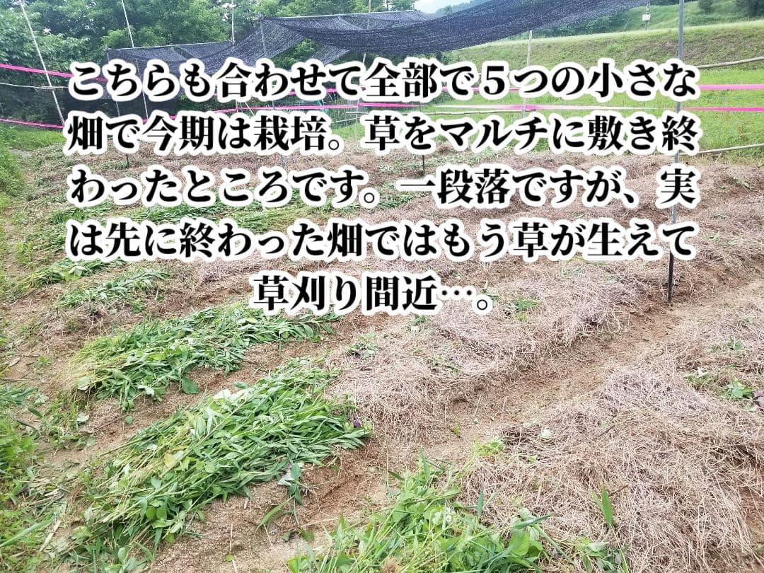 yukinko33　古根生姜 農薬肥料不使用　5kg