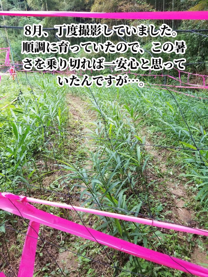 yukinko33　古根生姜 農薬肥料不使用　5kg