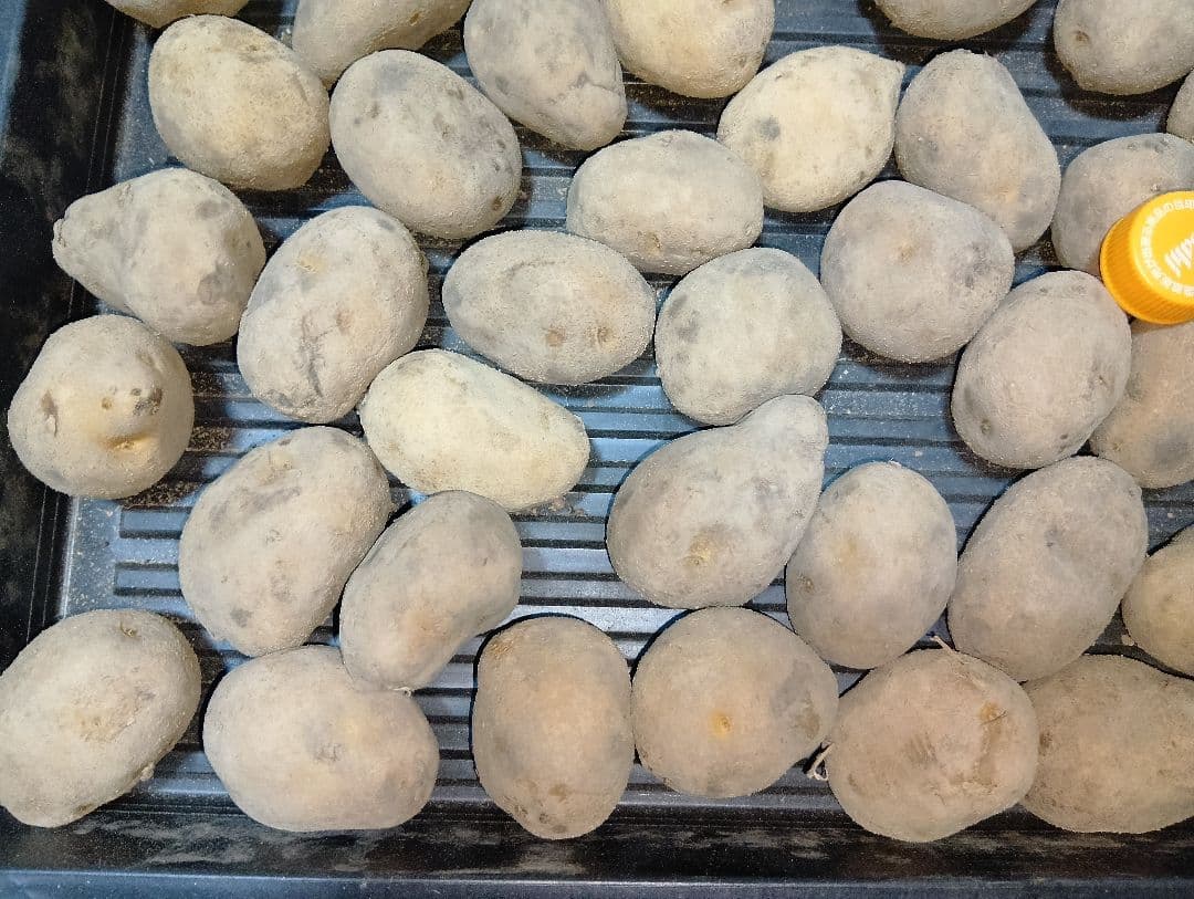 10kg m134 インカのめざめ 種芋