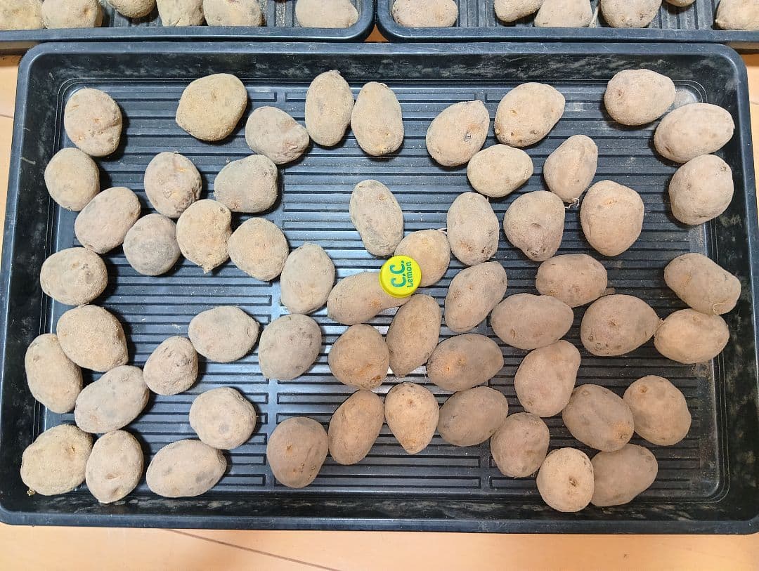 10kg m134 インカのめざめ 種芋