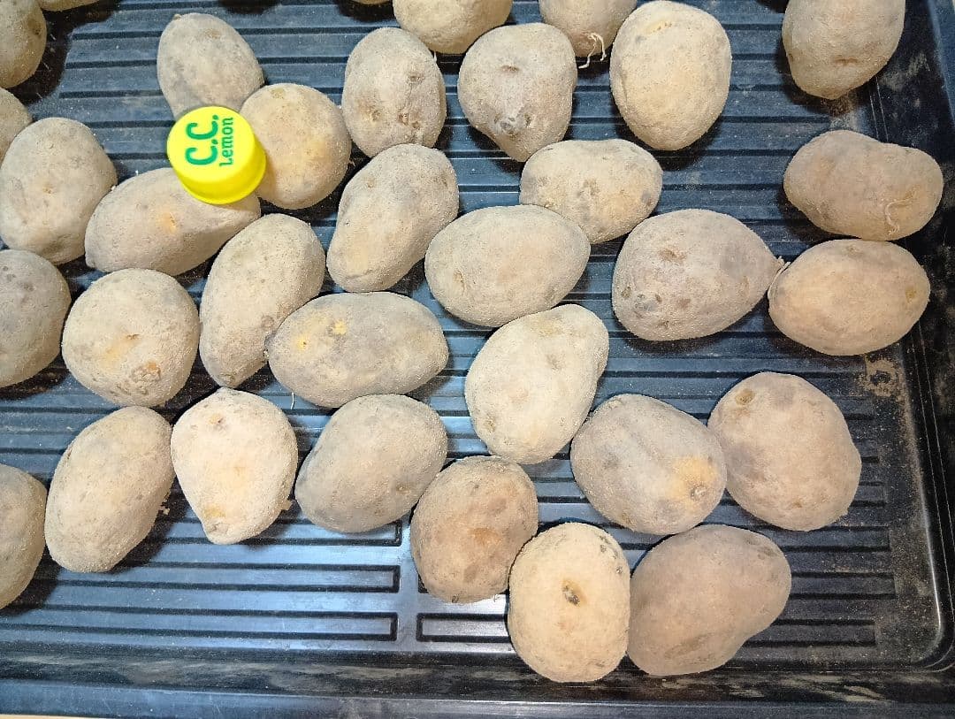 10kg m134 インカのめざめ 種芋