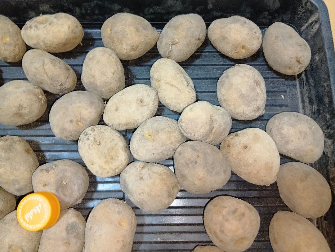 10kg m134 インカのめざめ 種芋