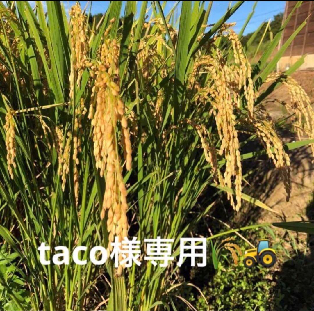 tacoです*୨୧⑅