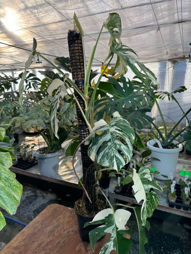 AB3モンステラ　ボルギシアナ　アルボ　白斑入り　鉢モスポール付き　高100cm