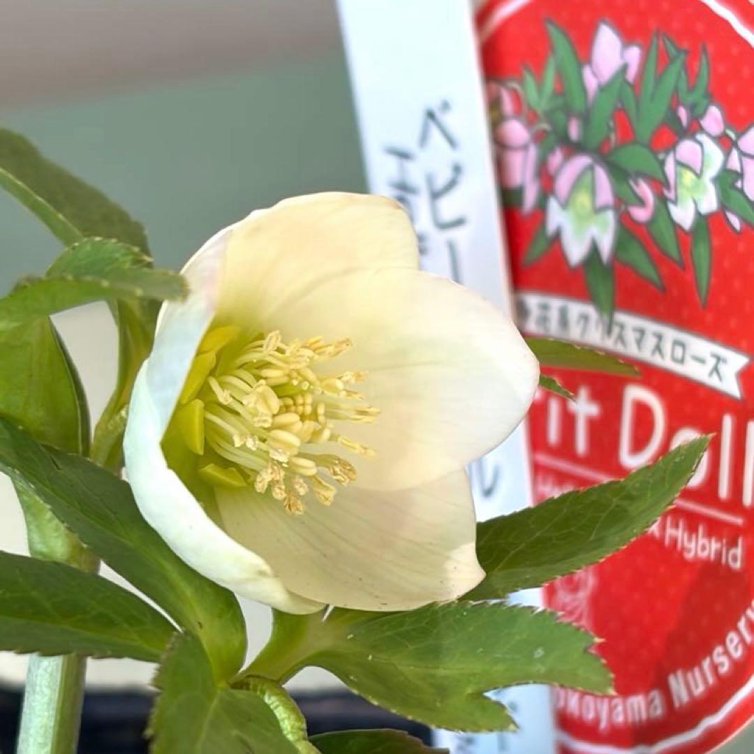 【横山園芸】クリスマスローズ ベビードール　 プチドール《1/8》ホワイト系