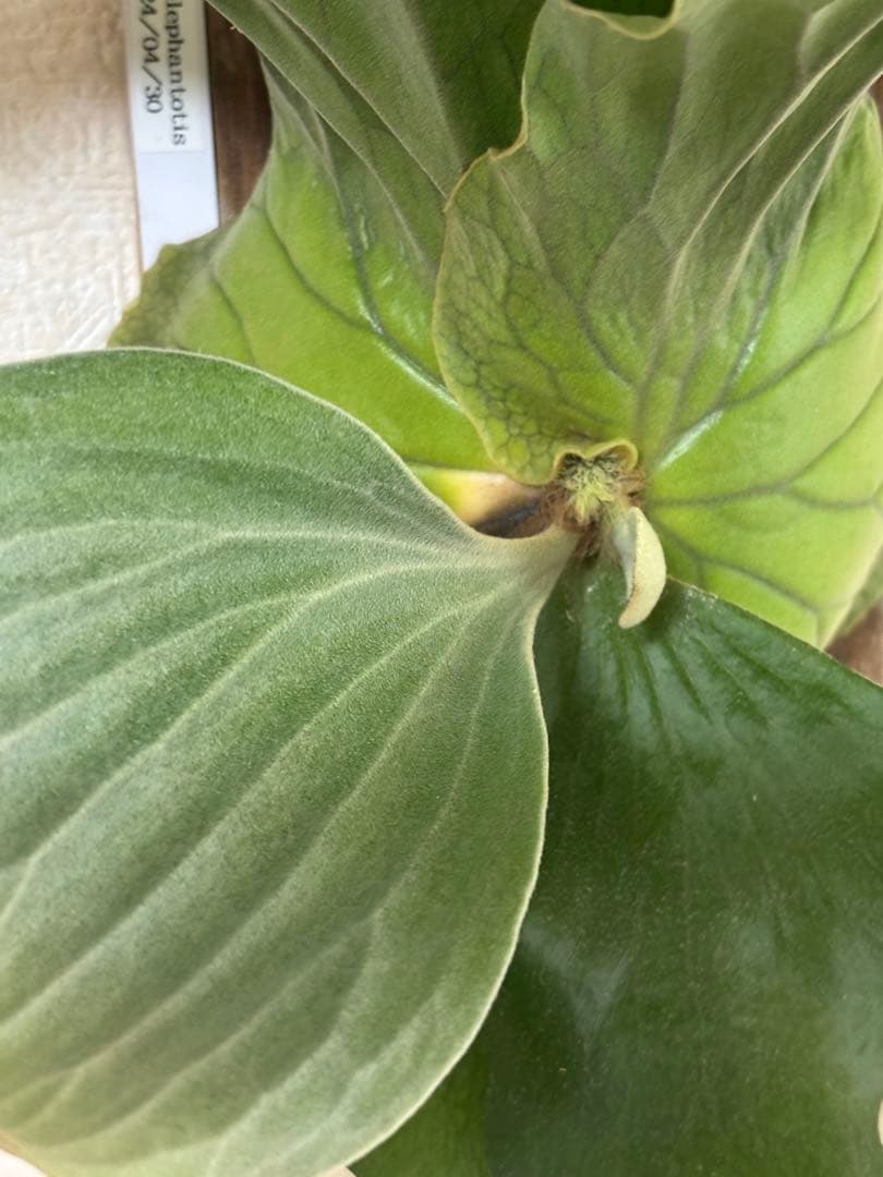 ビカクシダ アンゴレンセ エレファントティス