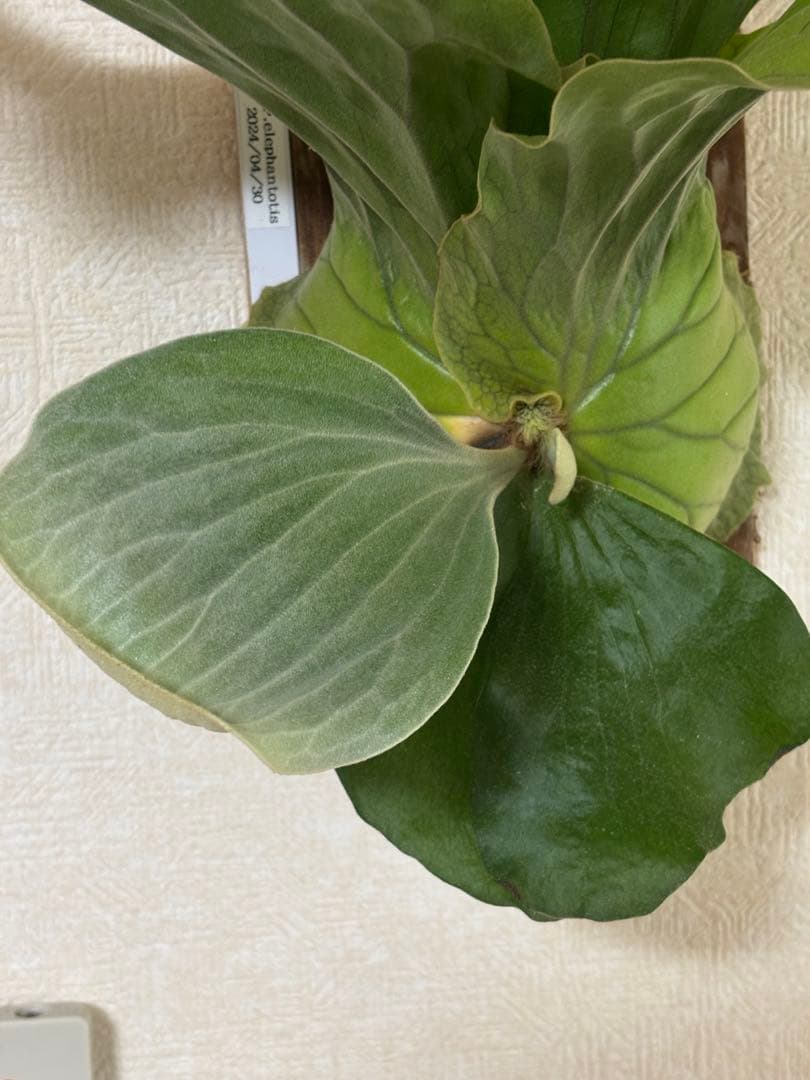 ビカクシダ アンゴレンセ エレファントティス