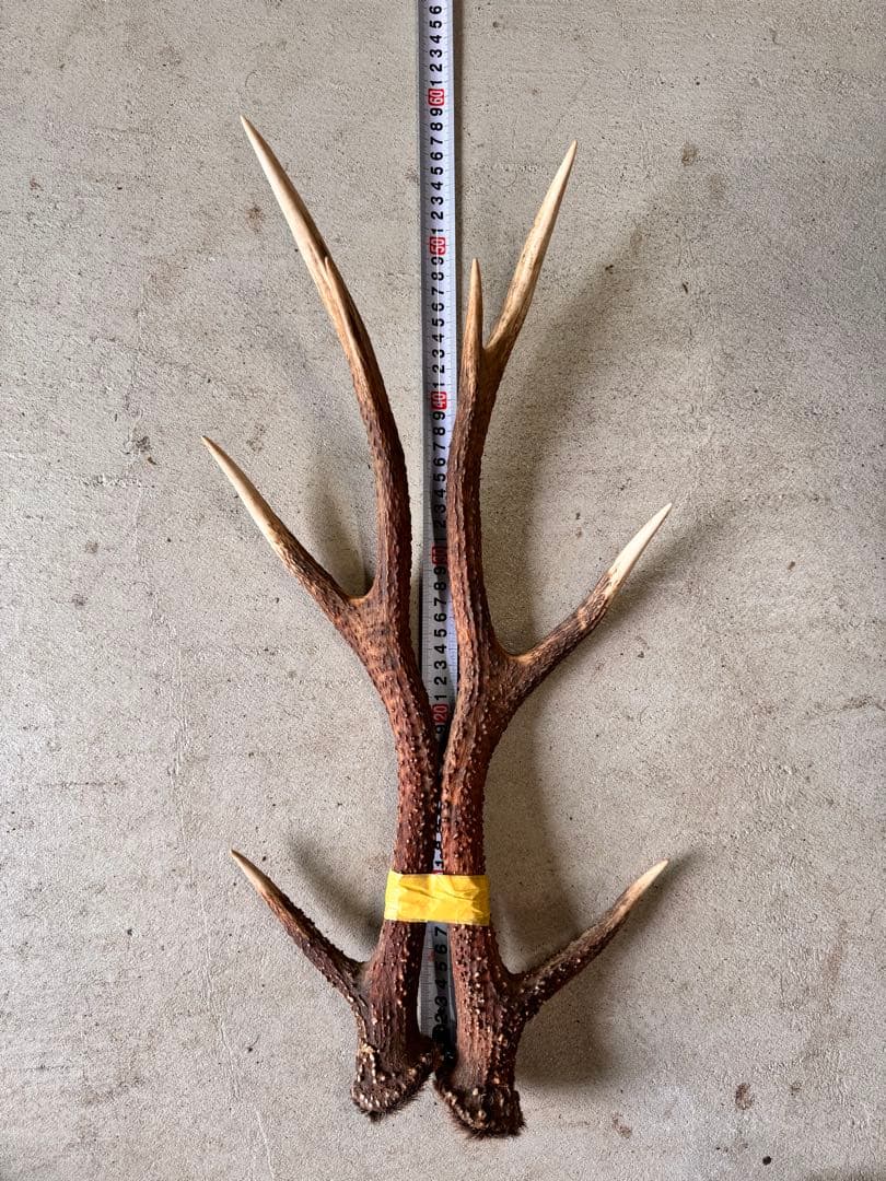 天然の鹿の角 5対(10本)セット No.8