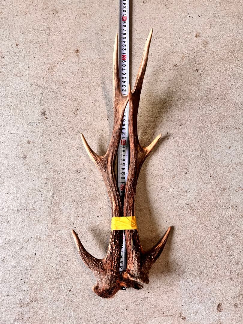 天然の鹿の角 5対(10本)セット No.8