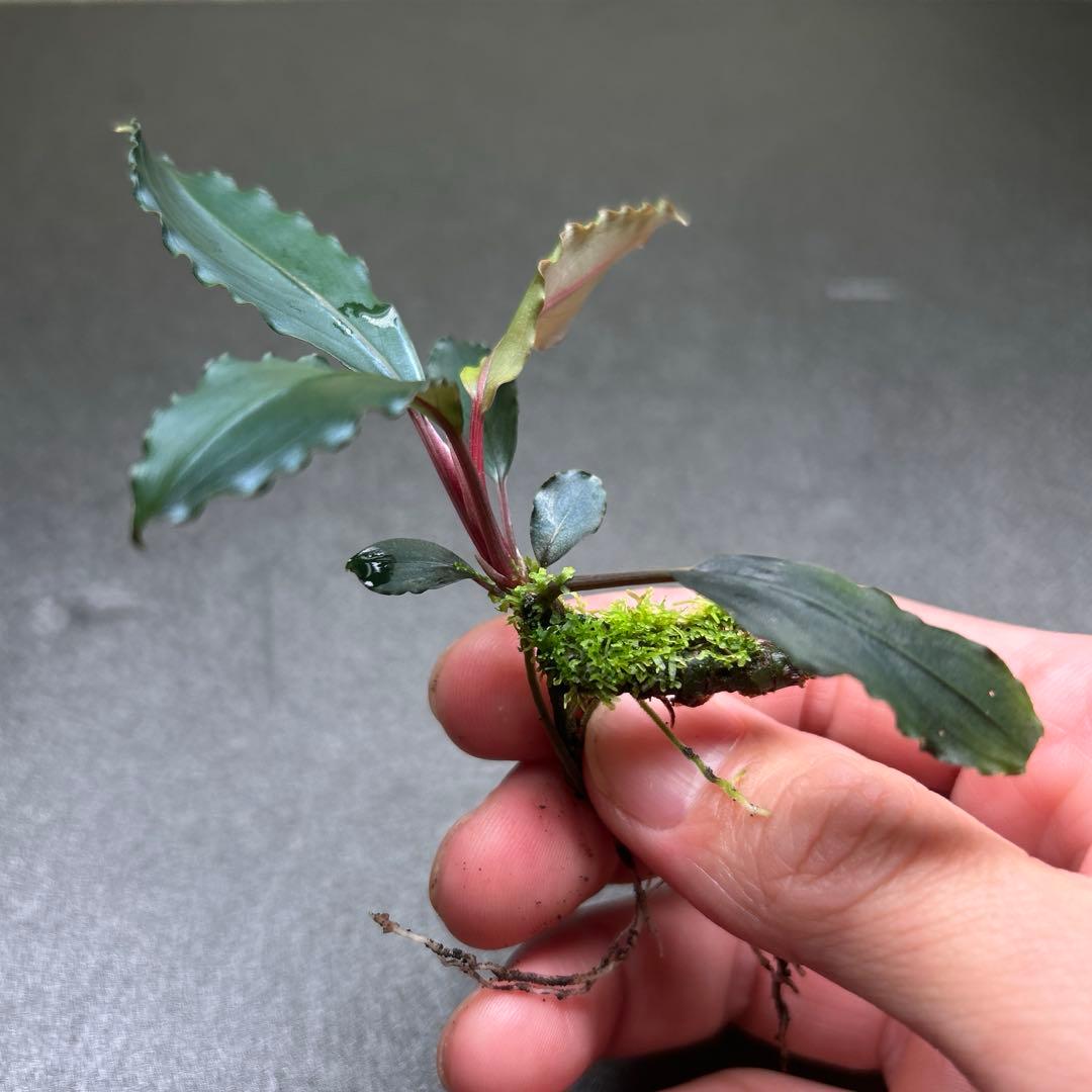 Bucephalandra sp.Deep Purple 【AZ1011-XX】