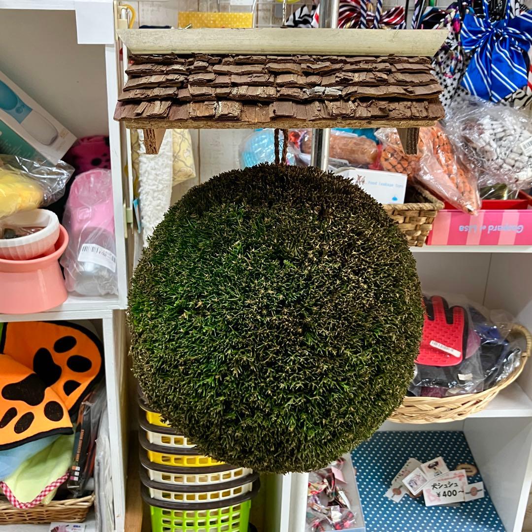 杉玉【屋根付き】③