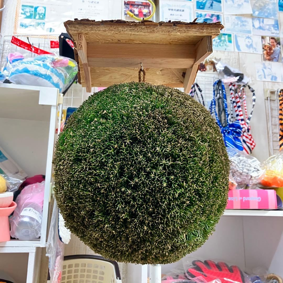 杉玉【屋根付き】③