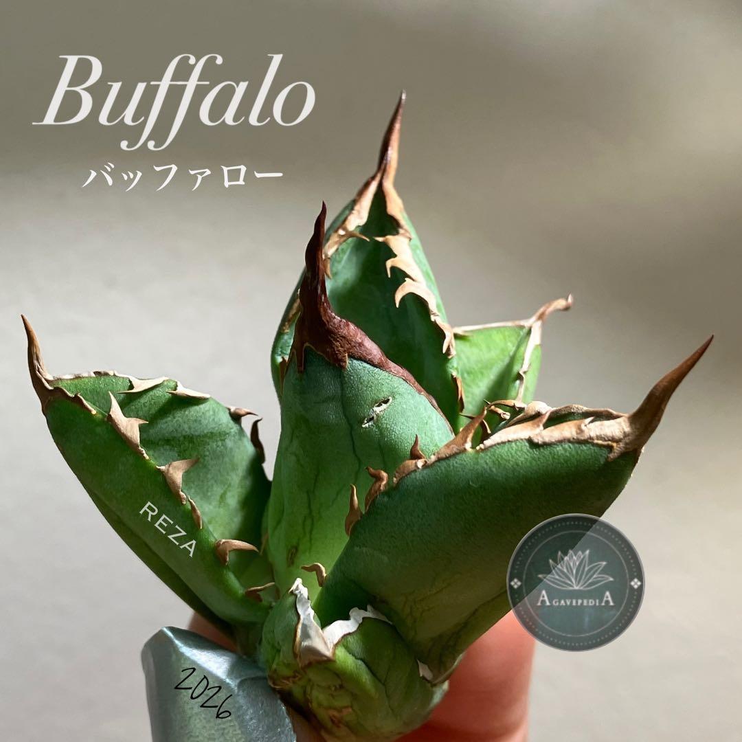 T*☆様 【初売りオークション】111 REZA産　目玉　選抜　アガベ　BUFF