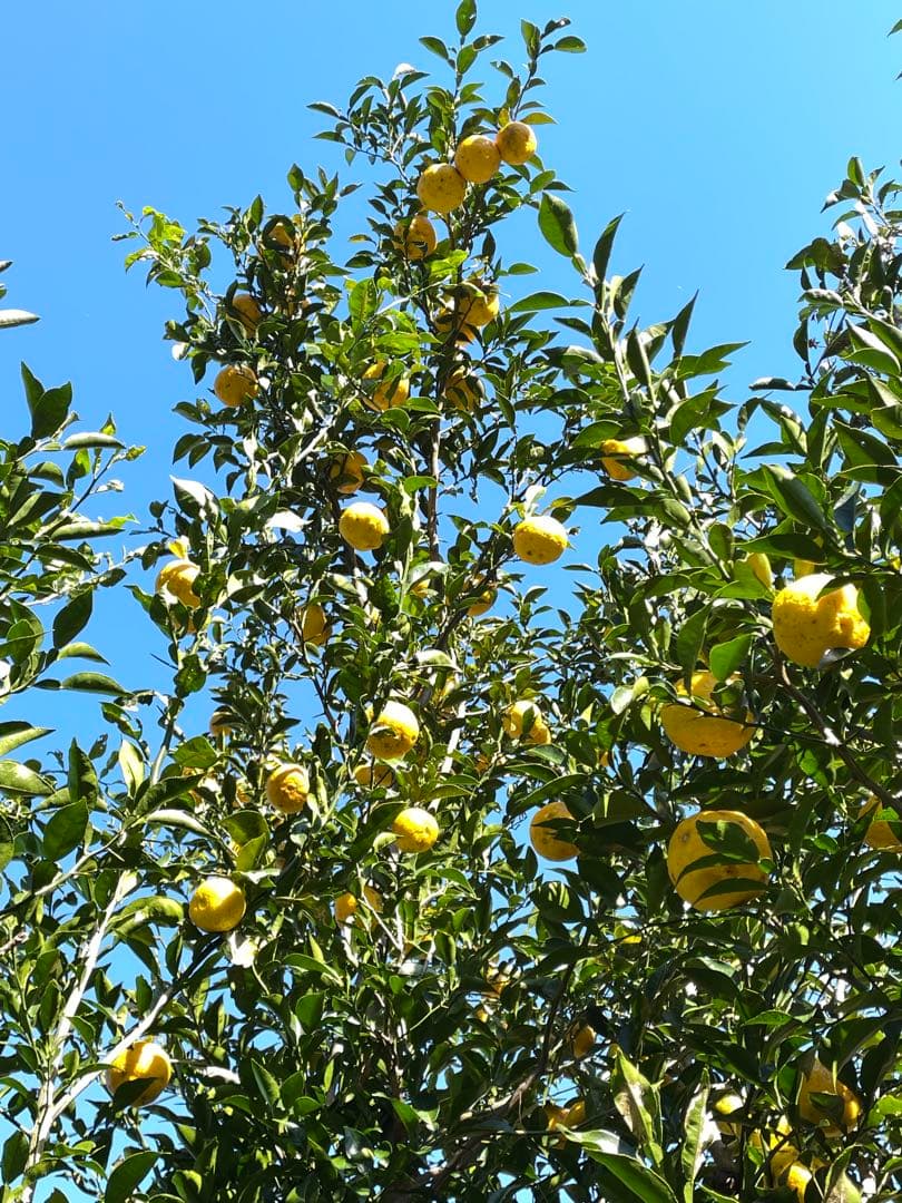 高知県産 農薬不使用 ゆず20kg