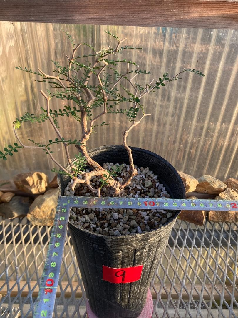 オペルクリカリア・パキプス(根挿し)No9