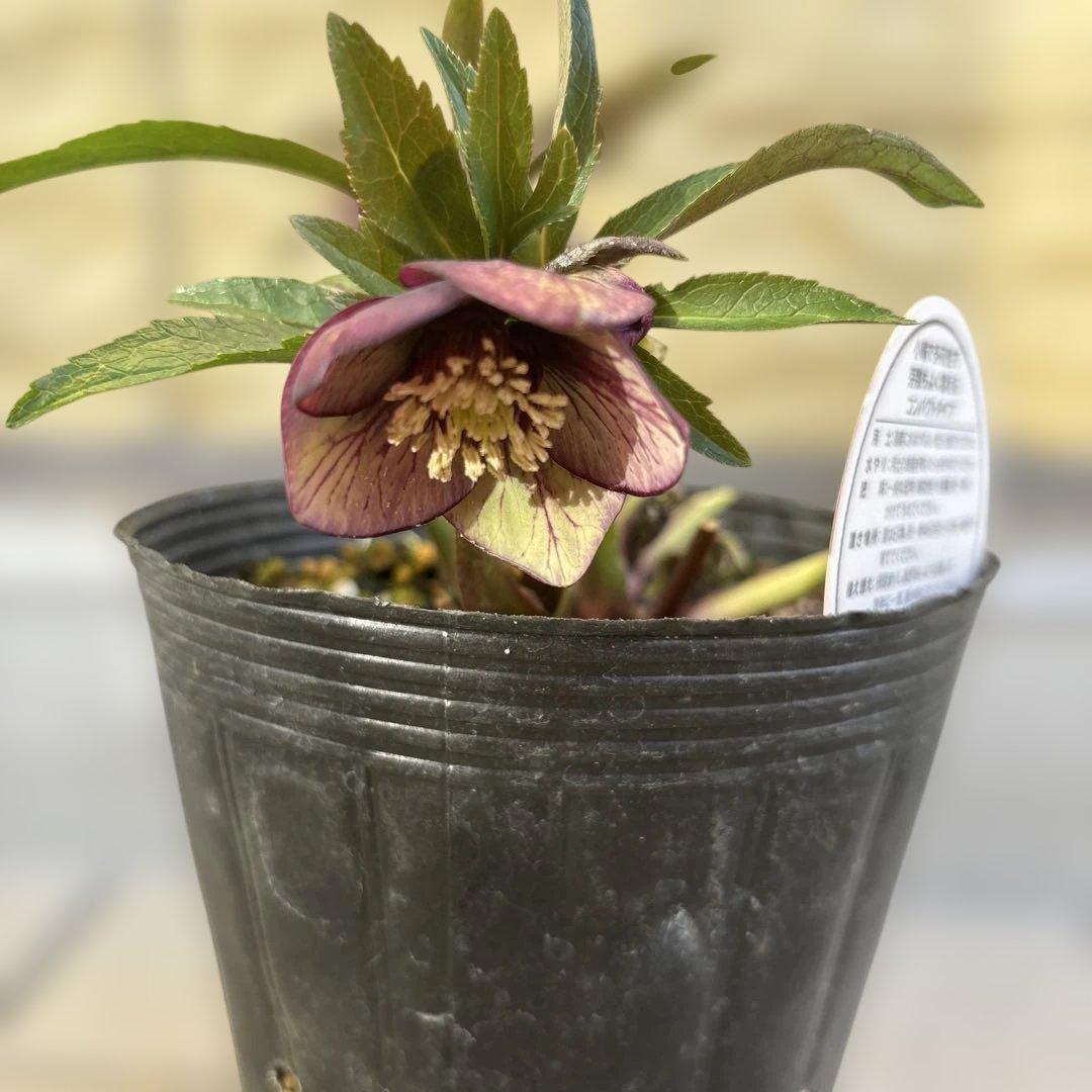 りーちゃん様ご依頼品