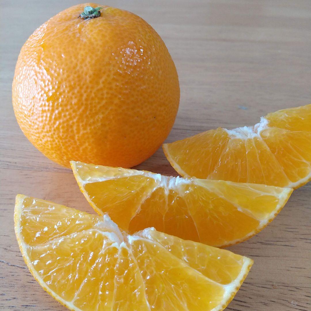 159愛果 まどんな 家庭用 10kg