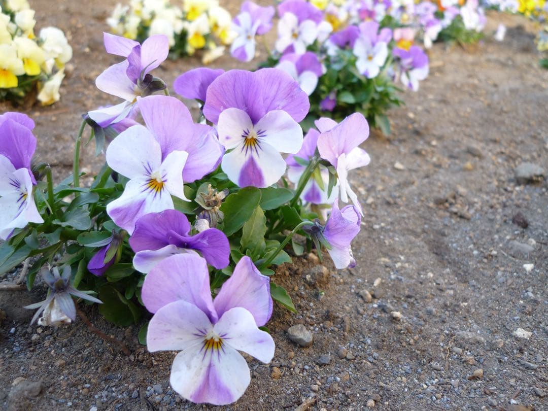 追加あり⭕️美品【動作確認済】Panasonic LUMIX DMC-FS7