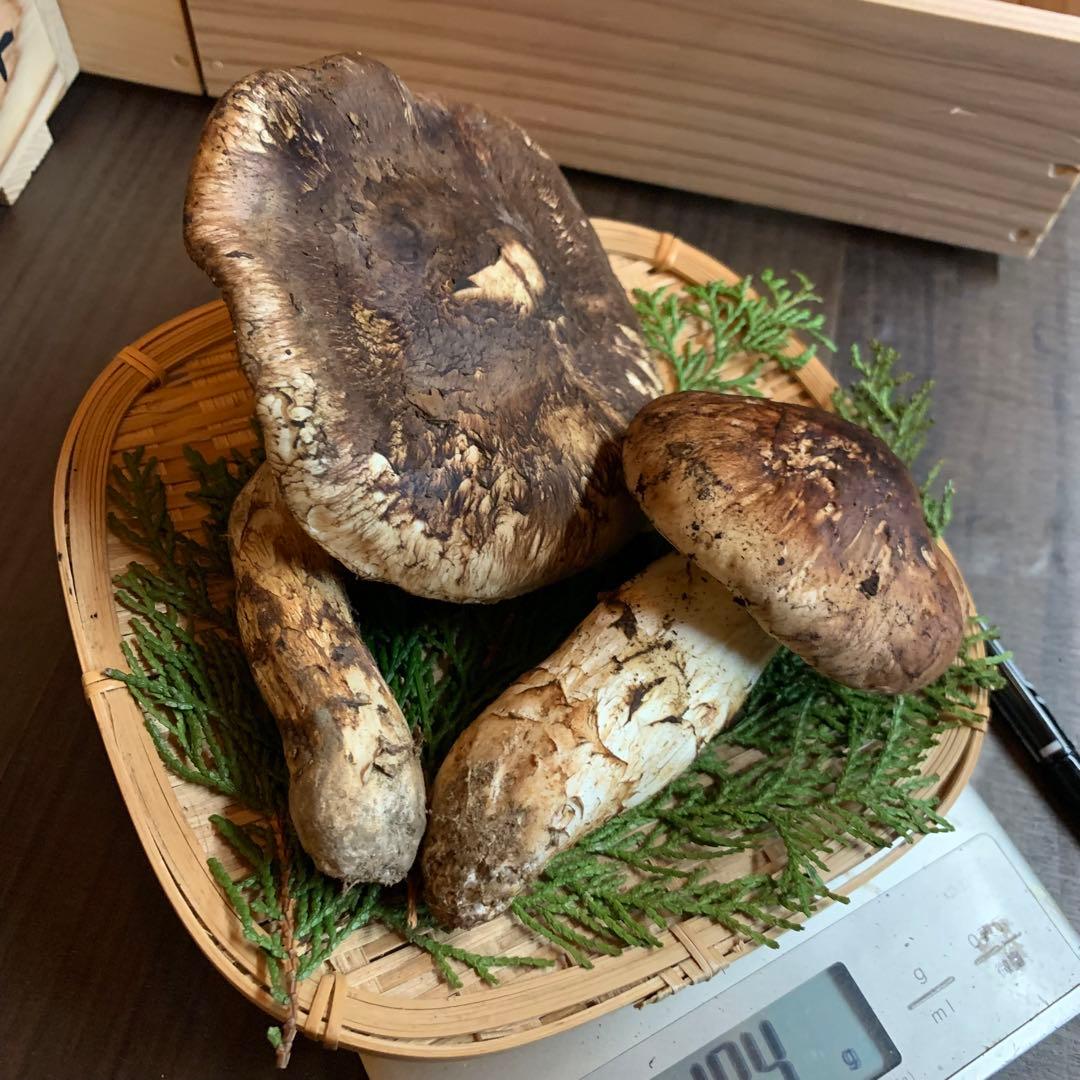 ①【岩手県産天然松茸】収穫最終　国産本場　開き　採れたて　産地直送　184g