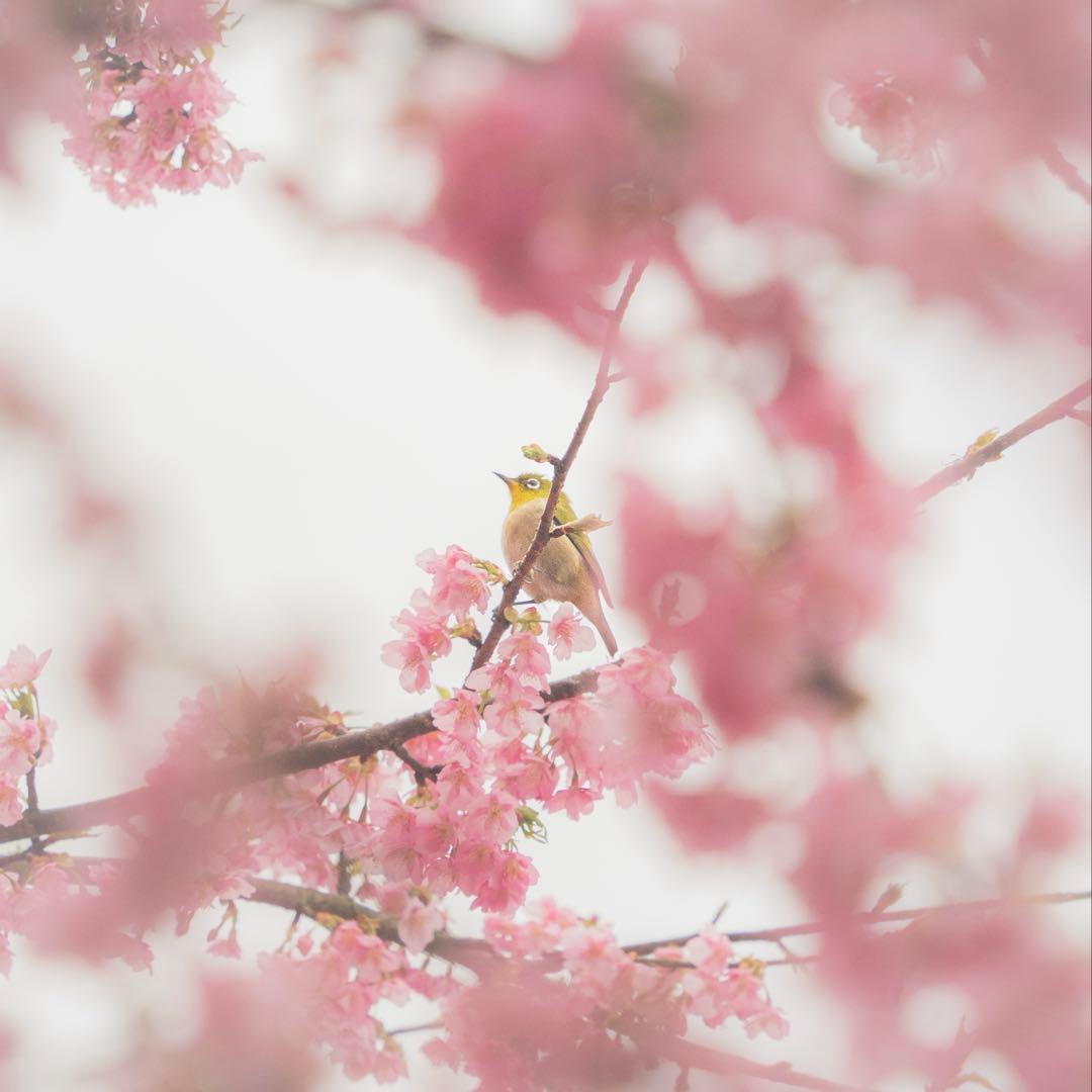 TAMRON 28-200mm F/2.8-5.6（Model A071）