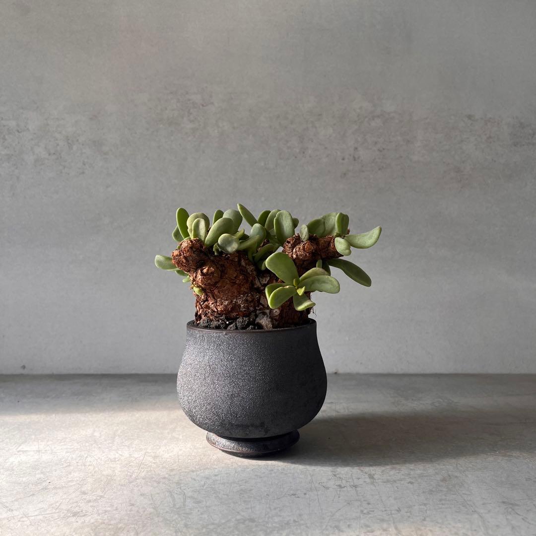 k*3様 ケラリアピグマエア　現地球　発根済み　塊根植物　陶器鉢セット