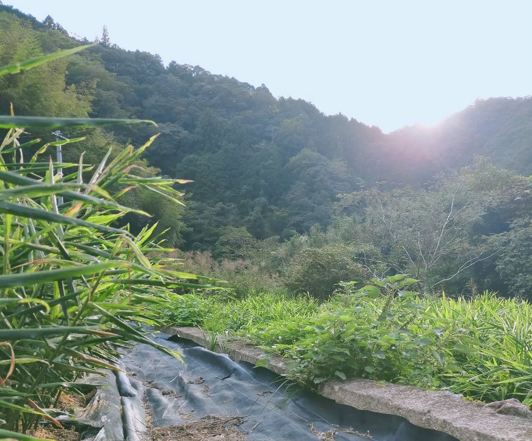 農薬未使用　三州新生姜5kg 専用出品