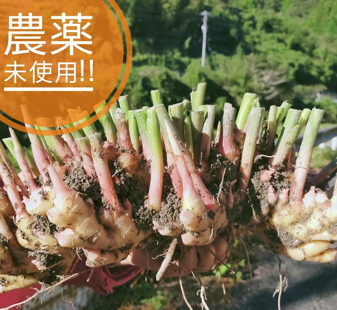 農薬未使用　三州新生姜5kg 専用出品